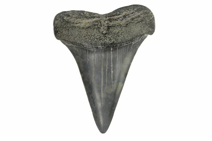 Fossil Broad-Toothed Mako Tooth - South Carolina #171191